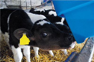 JFC GFC06 Six Teat Compartment Calf Feeder  - Starter Teat